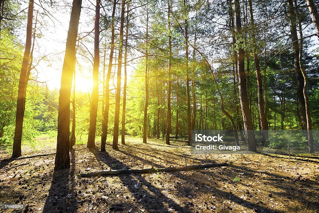 Рассвет в сосновый лес - Стоковые фото Без людей роялти-фри