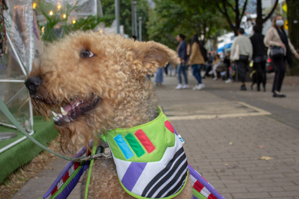istock Close up of a dog head 1764037781