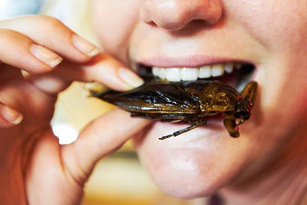 Trying some traditional Thai cuisine  insects stock pictures, royalty-free photos & images