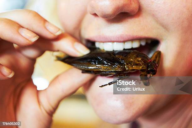 Trying Some Traditional Thai Cuisine Stock Photo - Download Image Now - Food, Eating, Cockroach