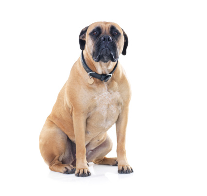 lying puppy bullmastiff isolated on white