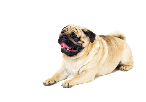 A purebred cute funny friendly pug lies on a white background and looks into the camera expressively and with interest.