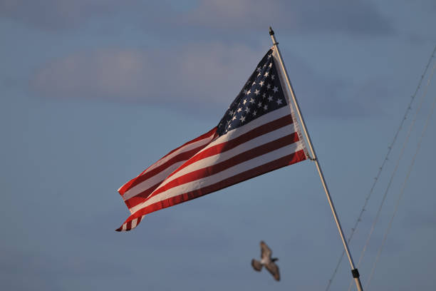 American Flag Blowing in the Wind at Sunset with Bird Flying Underneath