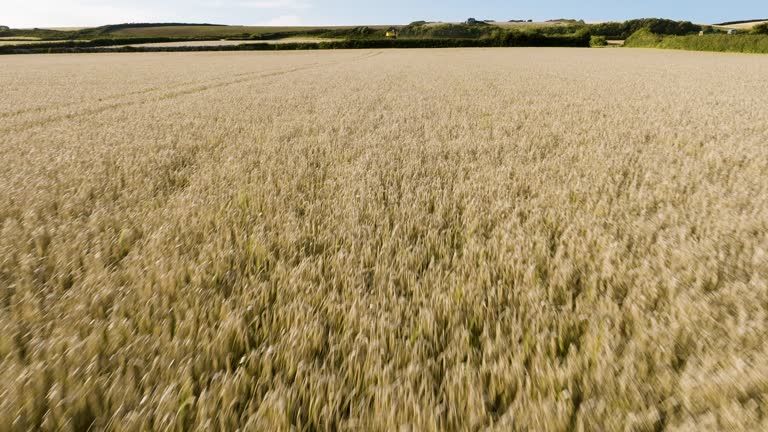Field Of Barley Wheat With Harvesting Tractor Aerial Shot