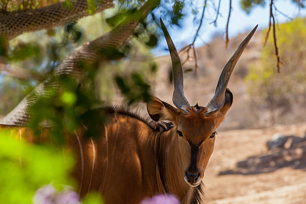 Giant Eland antelope Giant Eland antelope looking directly at camera giant eland stock pictures, royalty-free photos & images