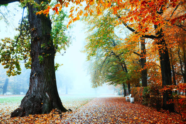 Image was taken in Royal Park in Warsaw (Poland)