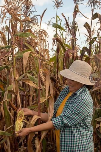 mujer adulta irreconocible mostrando una mazorca de maiz con gusanos por falta de funigar su cultivo orgánico en su plntación de maíz en medio de los andes