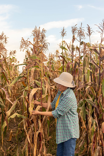 Mujer adulta deshojando una mazorca de maíz en medio de una plantación de maíz con espacio para texto en el cielo