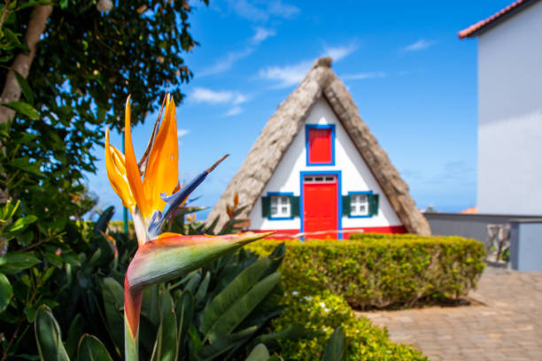 oiseau de paradis fleur (strelitzia) avec maison traditionnelle à santana sur le fond, île de madère, portugal - madeira funchal house cottage photos et images de collection