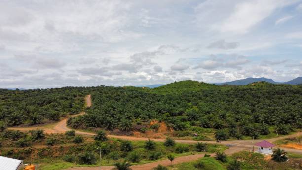 istock Oil pa plantations 1764097393