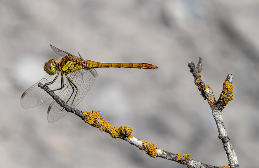 A green dragonfly on a branch. The Compressed Belly Is Striped. Sympetrum striolatum. OdonÃ¡ta.