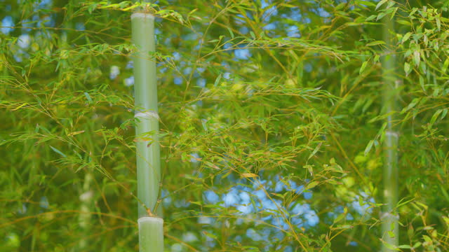 Bamboo Trees On A Bright Day With Blue Sky. Beautiful Bamboo Trees Against A Blue Sky Background. Still.