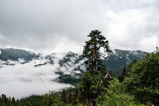 Forests and clouds on the plateau