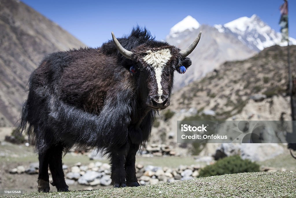 Wild Yak in piedi in Annapurnas regione, Nepal - Foto stock royalty-free di Punto di vista frontale