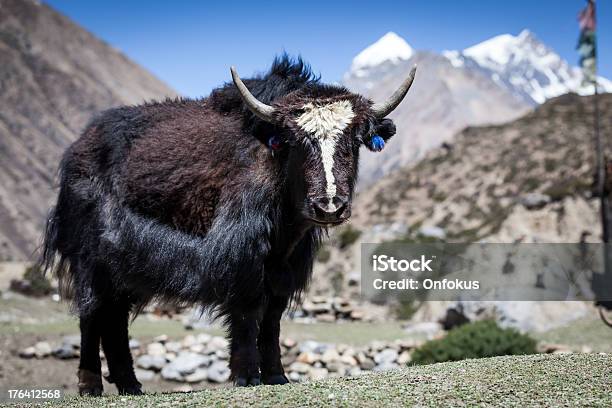 Wild Yak In Piedi In Annapurnas Regione Nepal - Fotografie stock e altre immagini di Punto di vista frontale - Punto di vista frontale, Yak, Agricoltura