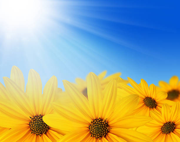 istock Yellow flowers in sun 176412749