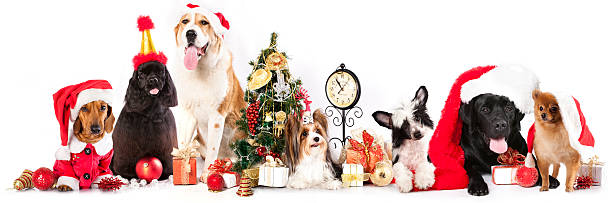 istock dogs wearing a Santa hat 176412999