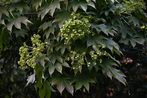 Polyalthia longifolia tree flowers. It's tree other names Ashoka, glodokan, glodogan tiang, False Ashok Tree. \nThe bark of this trees is used in making many Ayurvedic medicines.