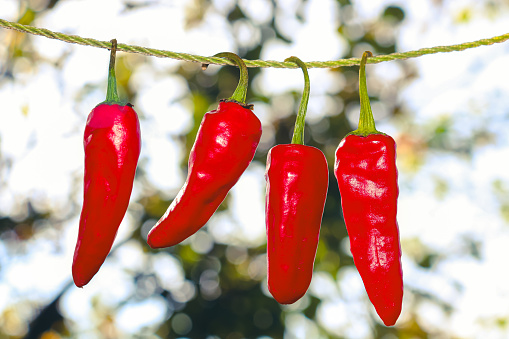 Hanging red hot chilli peppers against the bokeh background