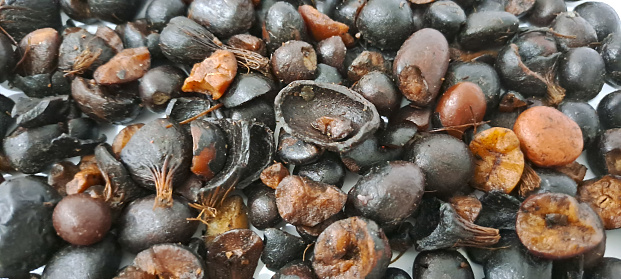 Palm kernal seeds with uncracked kernals and thick shells