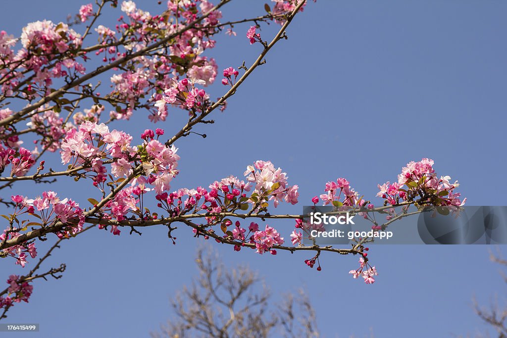 Fleur de cerisier - Photo de Arbre libre de droits