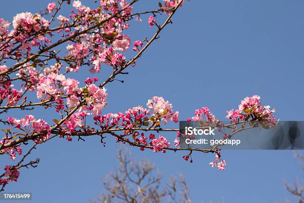 Photo libre de droit de Fleur De Cerisier banque d'images et plus d'images libres de droit de Arbre - Arbre, Beauté de la nature, Bleu