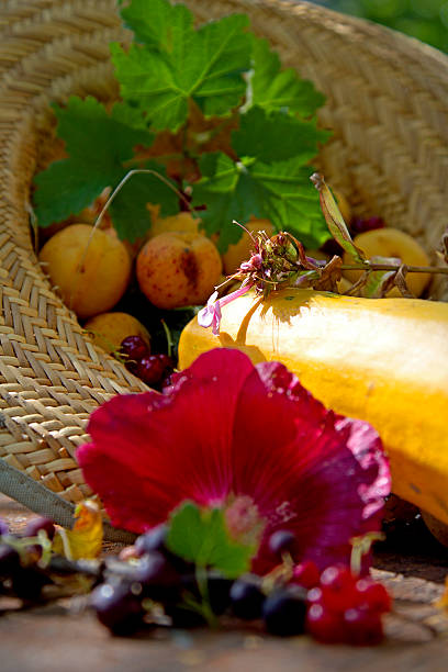 fiori e frutta - flower directly above single flower zucchini foto e immagini stock