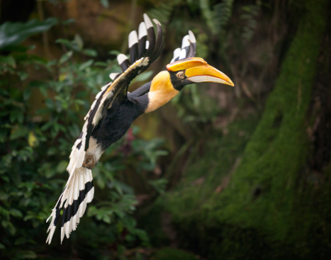 Very lucky and rare shot of a Great Hornbill (Buceros bicornis) in flight. This endangered species is hardly seen in wildlife. Nikon D3X. Converted from RAW. Ambient light. Slight Noise. ISO 400.