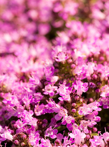 istock Pink and white ground cover flowers 176419091