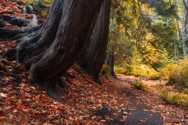 Colors of Fall along Charlies Trail, a popular woodland trail located at Royal Roads University.