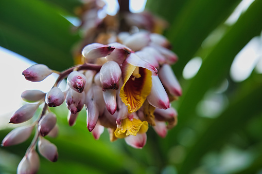 wild orchids in a botanical garden