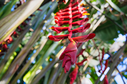 Heliconia is a genus of flowering plants in the monotypic family Heliconiaceae. Most of the ca 194 known species are native to the tropical regions