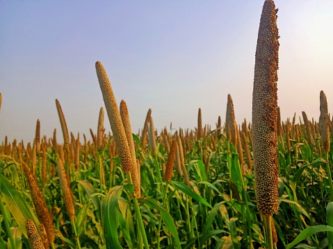 Millets crops field photo
