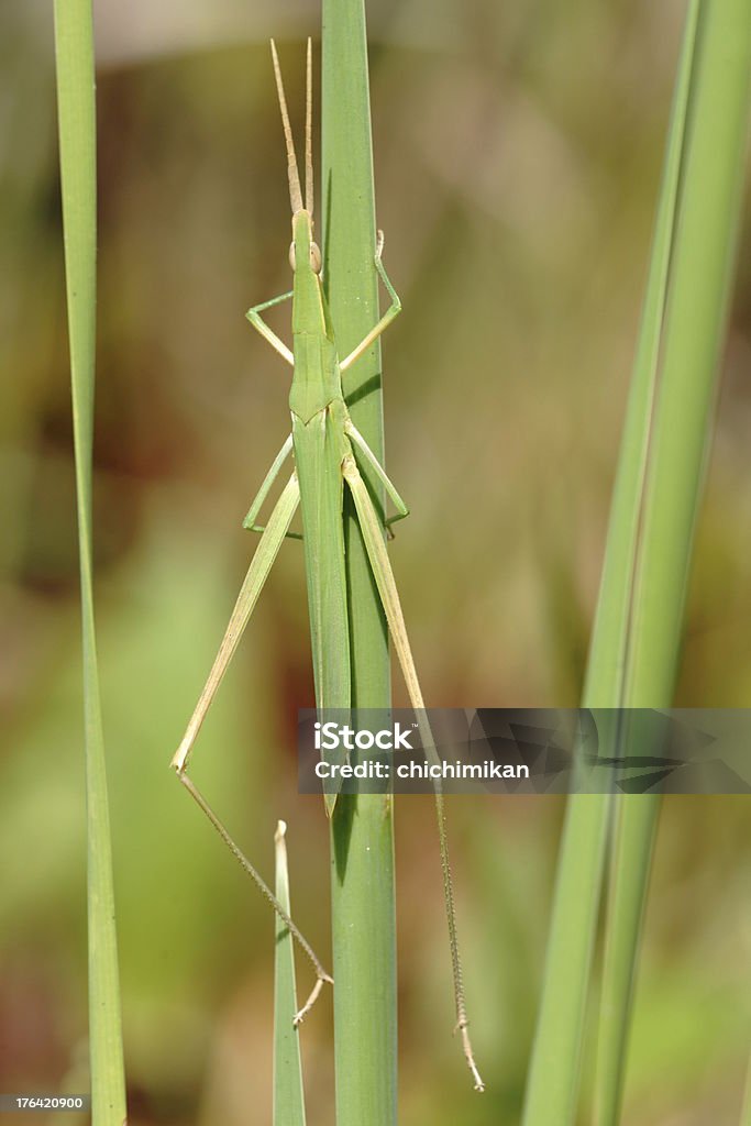 Oriental longheaded locust - Foto de stock de Acrida Cinerea Antennata royalty-free