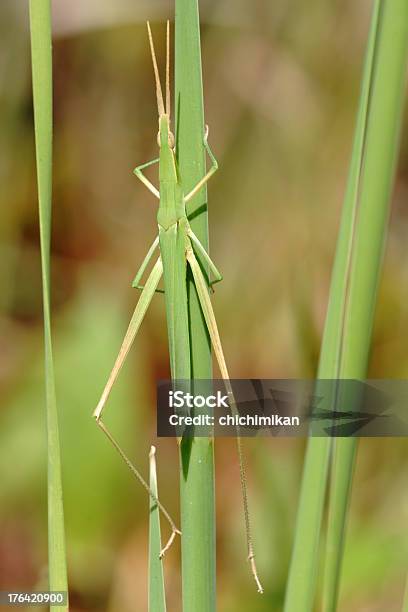 Foto de Oriental Longheaded Locust e mais fotos de stock de Acrida Cinerea Antennata - Acrida Cinerea Antennata, Fotografia - Imagem, Gafanhoto