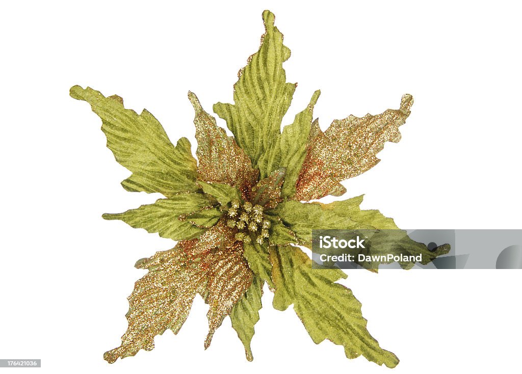Verde e ouro Poinsettia - Foto de stock de Bico-de-Papagaio royalty-free