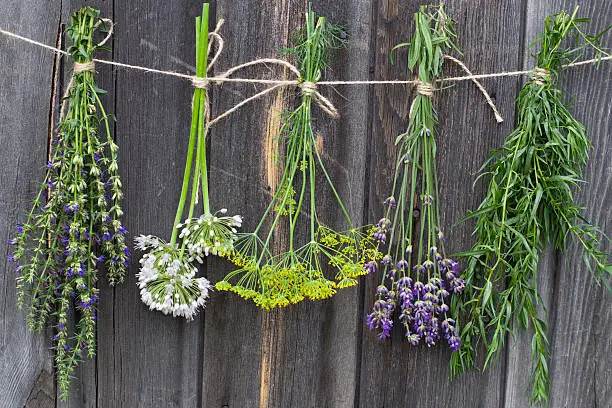 Photo of Freshly harvested herbs