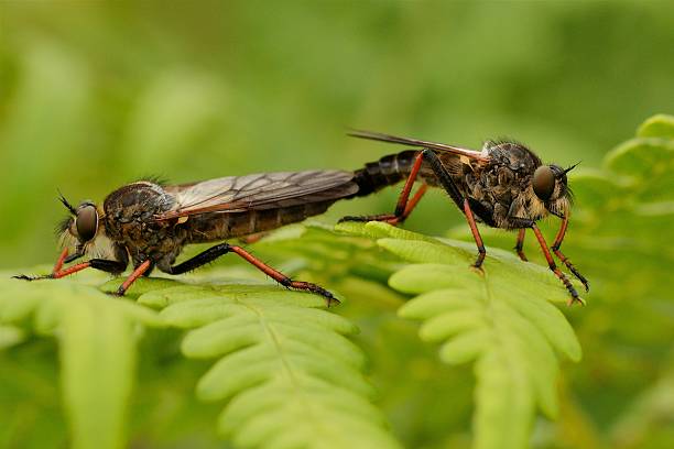 istock hornet robberfly machimus atricapillus 176421219