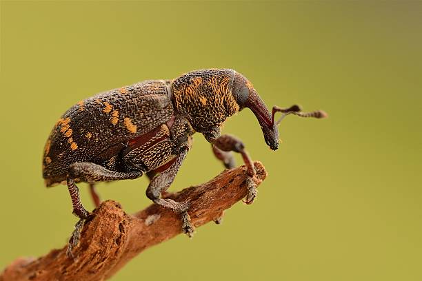 Hylobius abietis stock photo