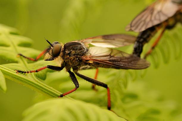 hornet robberfly machimus atricapillus stock photo