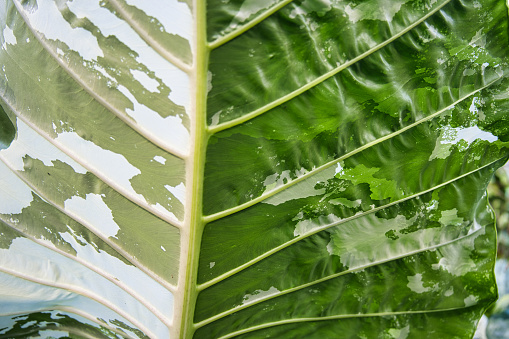 Alocasia Macrorrhiza Camouflage, Albo Variegata' is a tall growing alocasia with white variegated