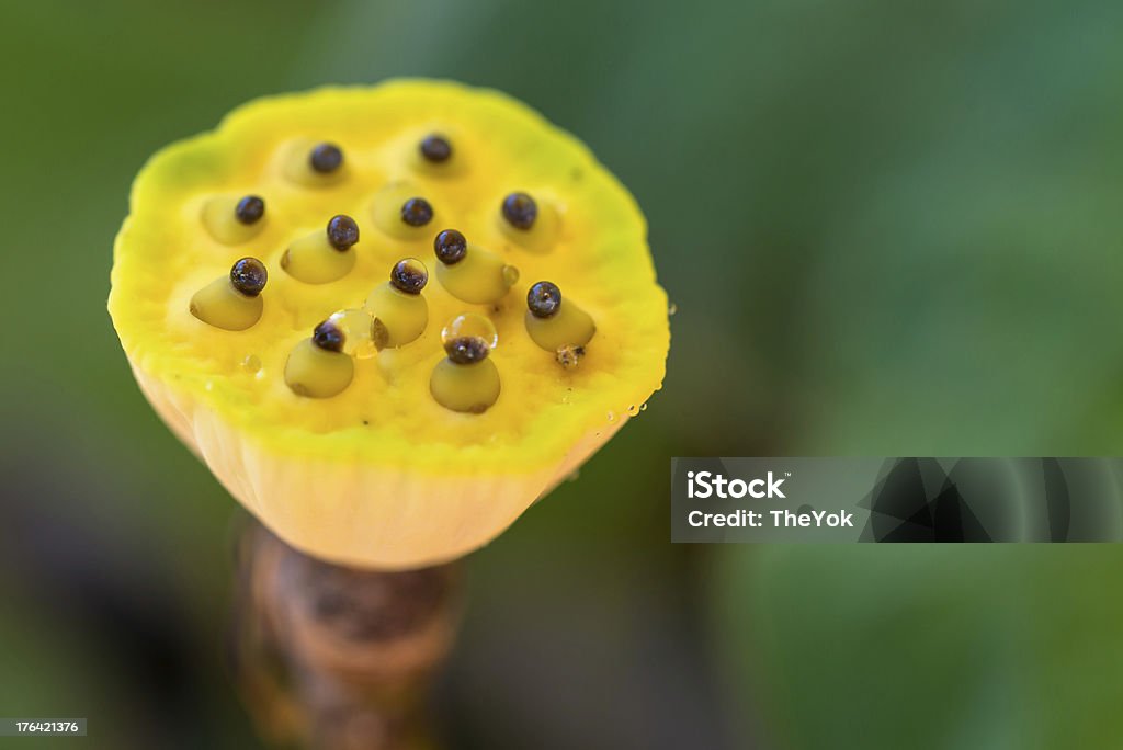 Lotus seeds closeup Aggression Stock Photo