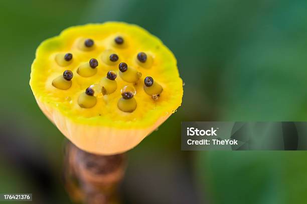 Lotus Seeds Closeup Stock Photo - Download Image Now - Aggression, Aquatic Organism, Asia