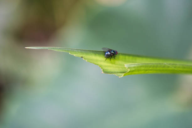 istock Fly closeup on leaf inside the garden, Mahe Seychelles. 1764214952