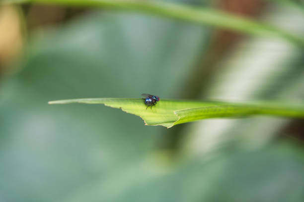 istock Fly closeup on leaf inside the garden, Mahe Seychelles. 1764214960