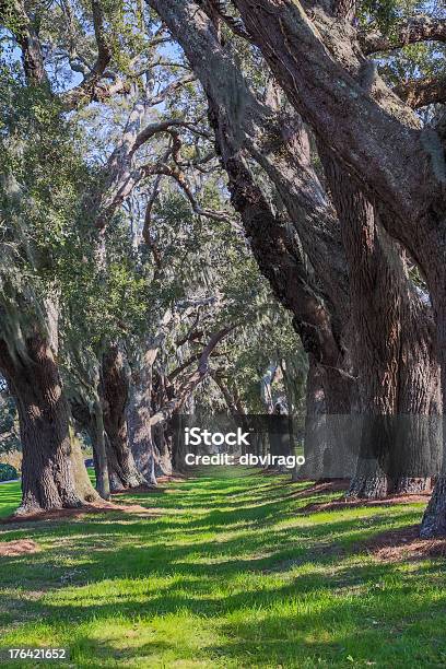 Erbose Tra Il Grande Oaks Lane - Fotografie stock e altre immagini di Louisiana - Louisiana, Paesaggio, Albero