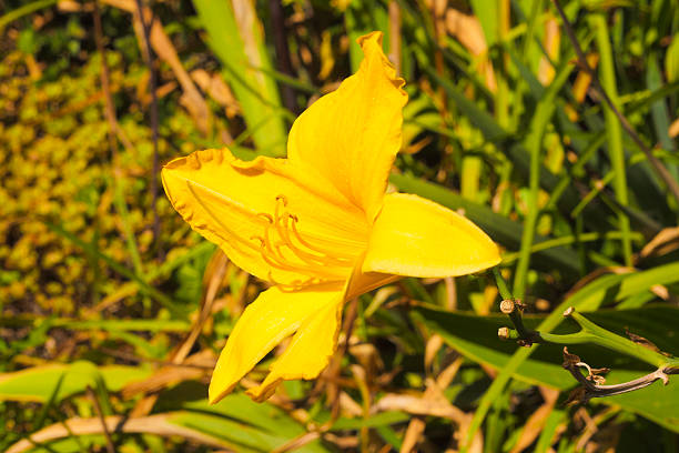 FLEUR jaune dans le jardin - Photo