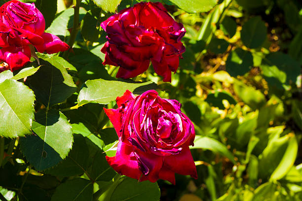 Rose fleurs - Photo