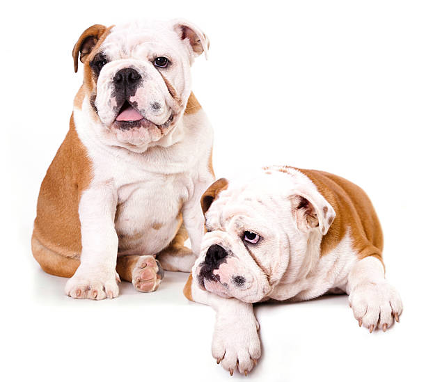 istock english bulldog puppies 176423676