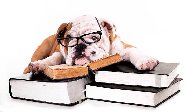 istock english Bulldog puppy 176423703